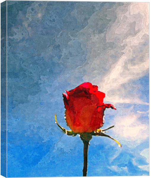 single rose Canvas Print by dale rys (LP)