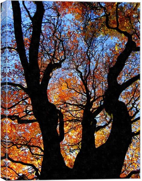 trees Canvas Print by dale rys (LP)