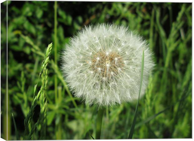 Powder Puff Dandelion Canvas Print by Donna Townsend