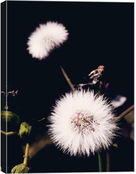 Dandelion Canvas Print by Andrew Bailey