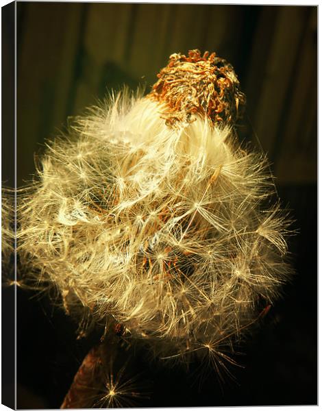 Gold Dandelion Canvas Print by Andrew Bailey