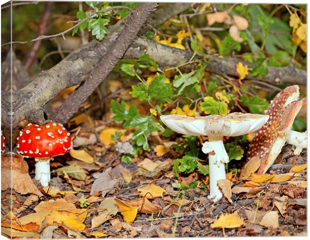 Fungus in the Park Canvas Print by Paul McKenzie