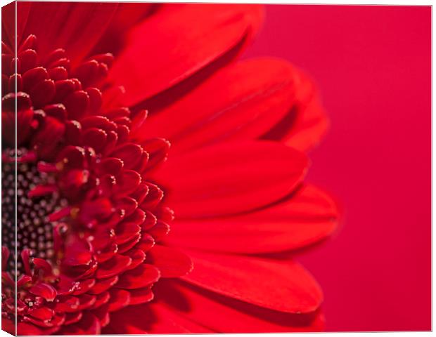  Red, Red, Red! Canvas Print by Paul McKenzie
