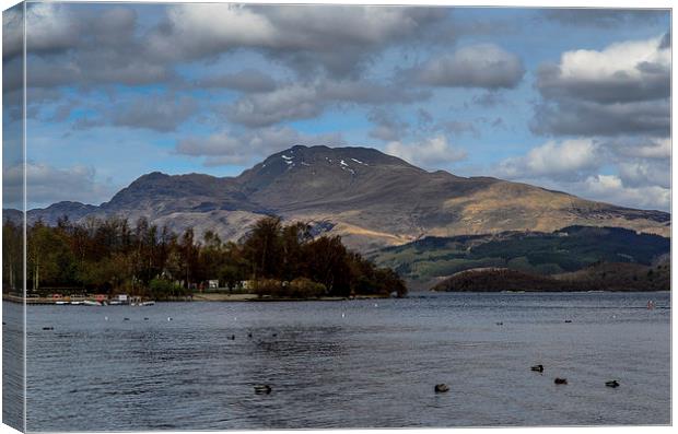 Spring on Ben Lomond Canvas Print by Michael Moverley