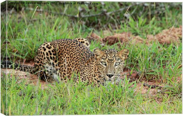 Leopard in Yala National Park, Sri Lanka Canvas Print by Debbie Metcalfe