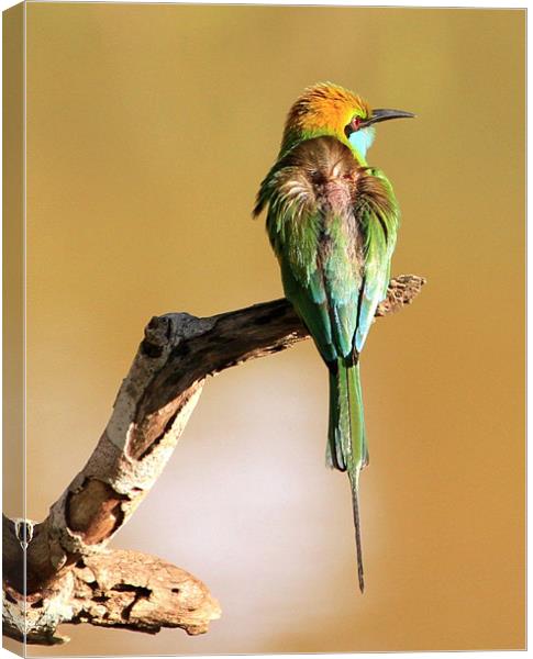 Little Green Bee-eater Canvas Print by Debbie Metcalfe