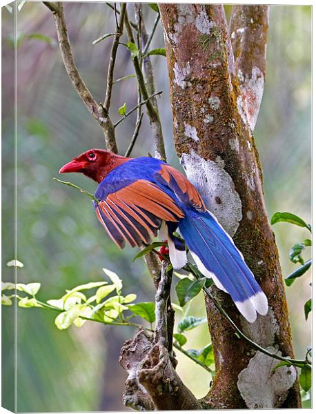 Blue Magpie, Sri Lanka Canvas Print by Debbie Metcalfe