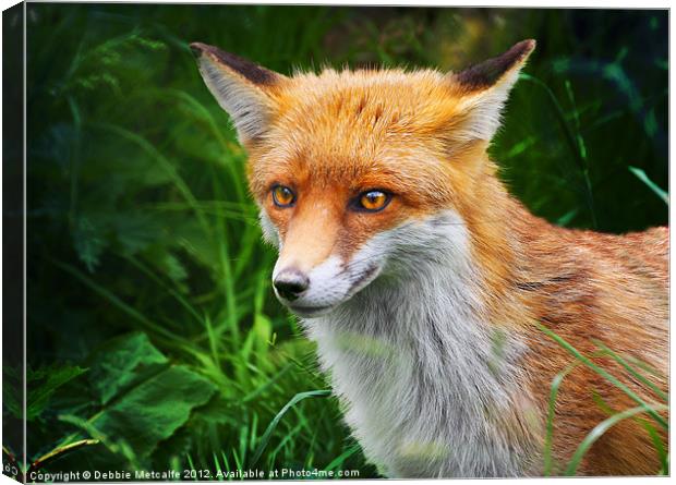 Wild Red Fox, Vulpes vulpes Canvas Print by Debbie Metcalfe