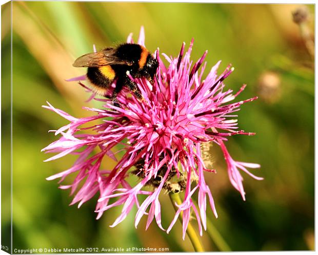 Bumble Bee nectar hunt Canvas Print by Debbie Metcalfe