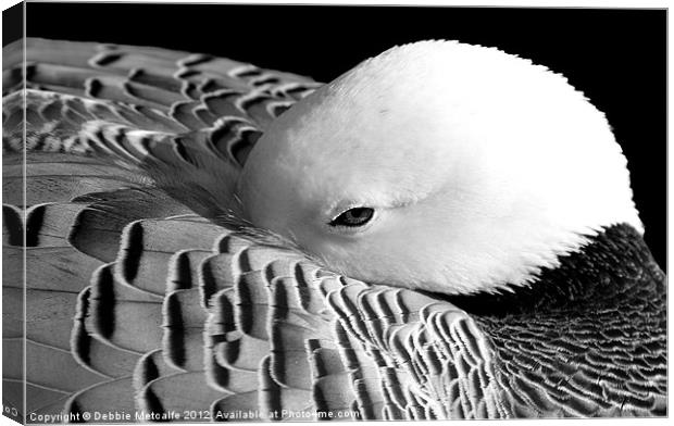 Black & White sleepy Duck Canvas Print by Debbie Metcalfe