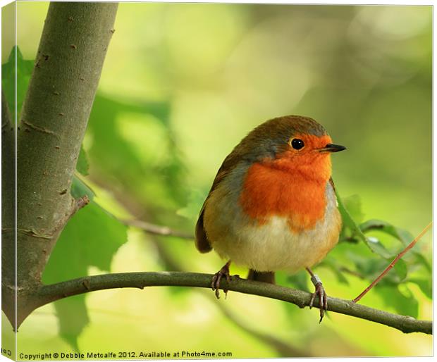 Robin Red Breast, Erithacus rubecula Canvas Print by Debbie Metcalfe