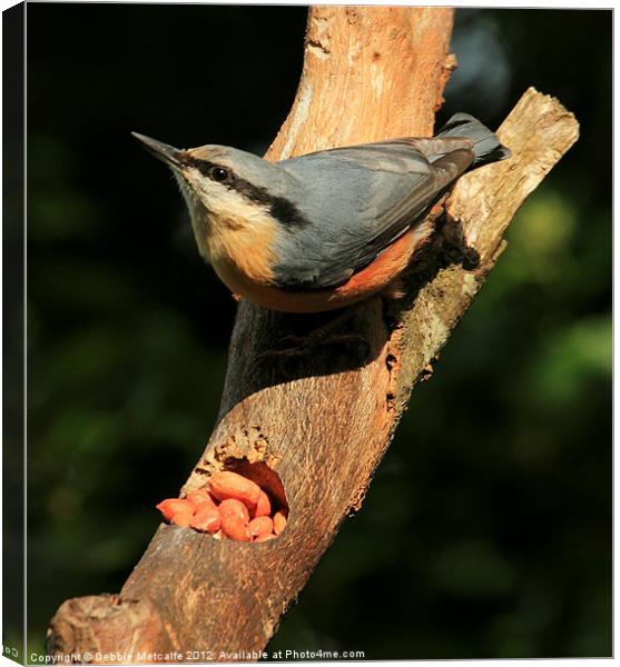 Nutty Nuthatch Canvas Print by Debbie Metcalfe