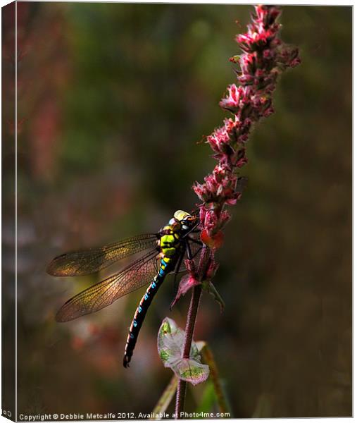 Hairy Dragonfly Canvas Print by Debbie Metcalfe
