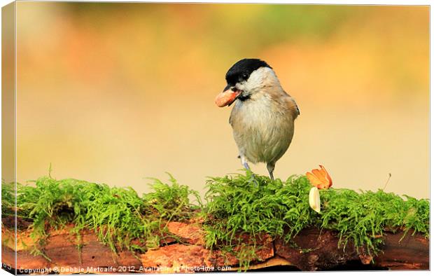 Hungry Willow Tit Canvas Print by Debbie Metcalfe