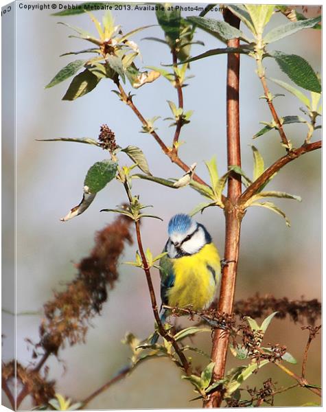 Bright eyed Blue tit Canvas Print by Debbie Metcalfe