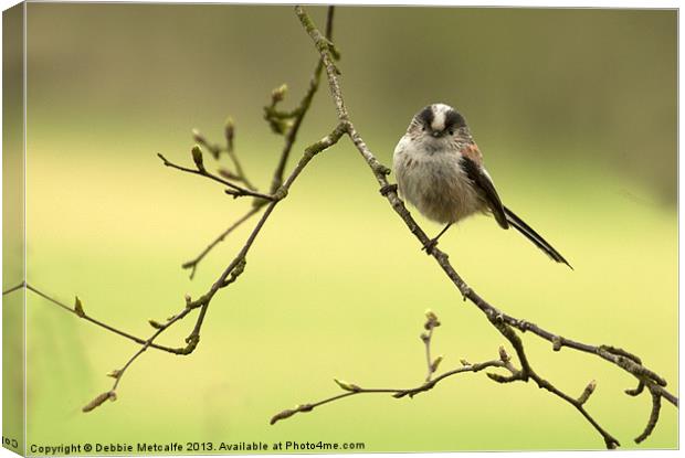 Beautiful Long Tailed Tit Canvas Print by Debbie Metcalfe