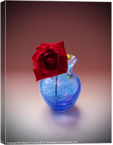 Single Red Rose Canvas Print by Stephen Conroy