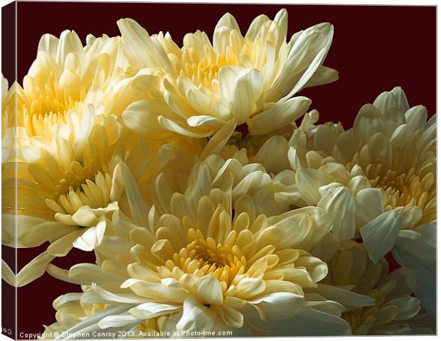 Chrysanthemums Close Up Canvas Print by Stephen Conroy