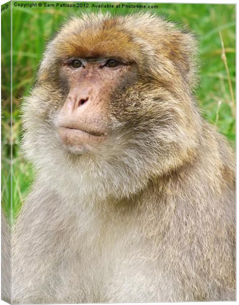 Barbary Macaque Canvas Print by Sam Pattison