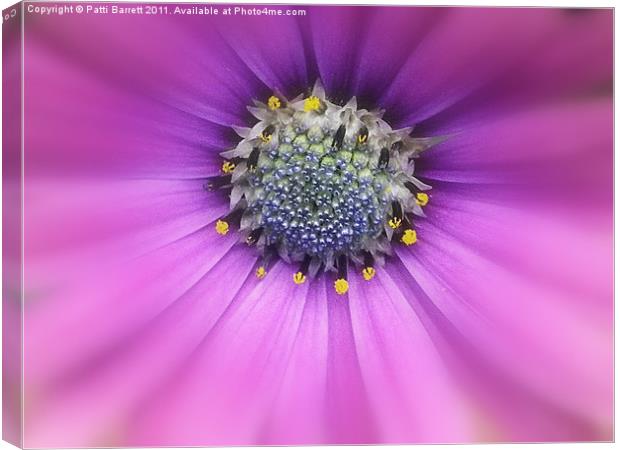 Soft lavender daisy Canvas Print by Patti Barrett
