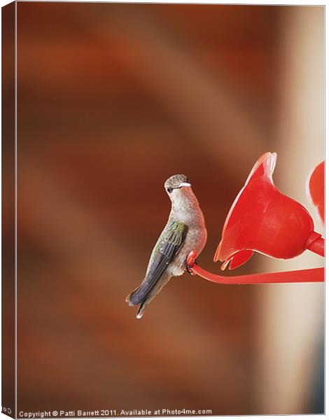 Humming bird, sassy Canvas Print by Patti Barrett