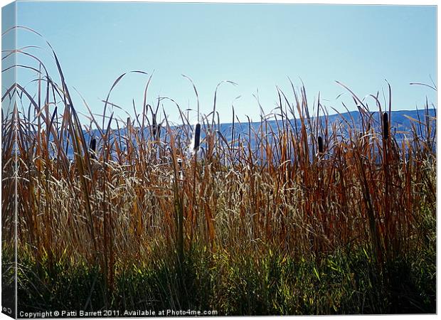Fall Cat tails with Grand Mesa Background Canvas Print by Patti Barrett