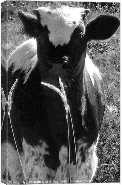 Calf in black and white Canvas Print by Patti Barrett