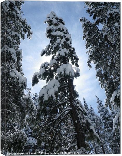Snow Trees, sun burst Canvas Print by Patti Barrett