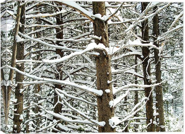 Trees , snowy in Winter Canvas Print by Patti Barrett