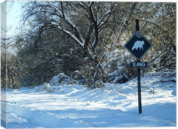 Caution!  Racoon Crossing! Canvas Print by Patti Barrett