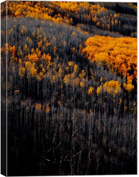  Just before winter forest in Colorado Canvas Print by Patti Barrett