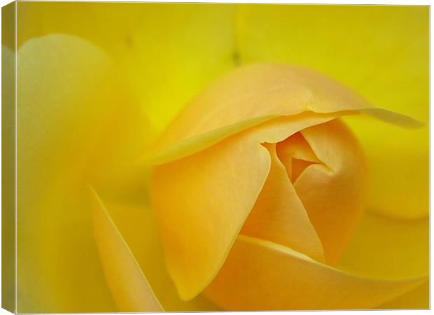 Rose bud yellow macro Canvas Print by Patti Barrett