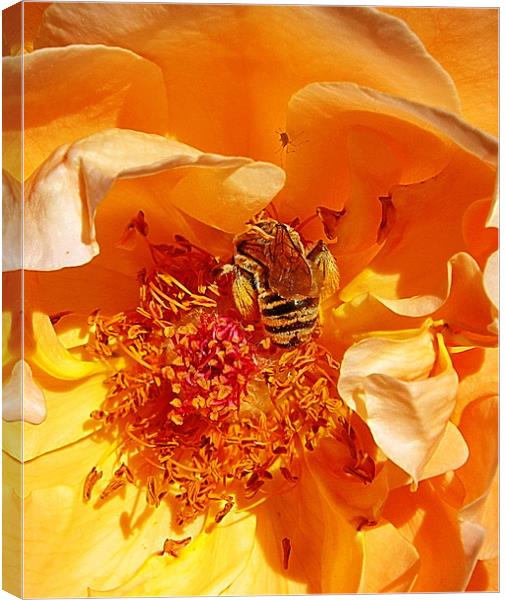 Honey Bee in Amber Canvas Print by Patti Barrett