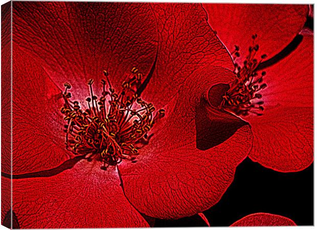 Red flower macro Canvas Print by Patti Barrett