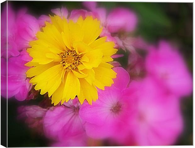Gold with Pink Flowers highlighted Canvas Print by Patti Barrett