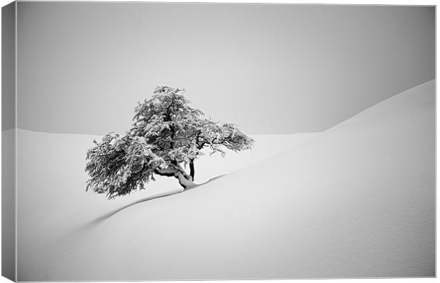 Alone in snow Canvas Print by Cristian Mihaila