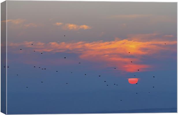 Sunset with birds Canvas Print by Cristian Mihaila