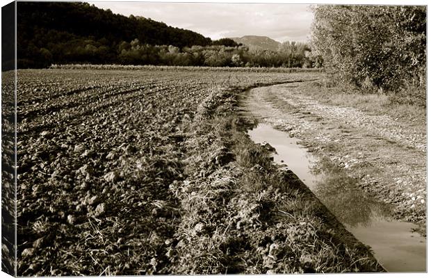 Autumn Path Canvas Print by Benoit Charon