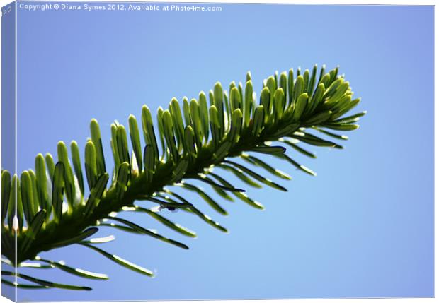 Pine needles in the Sky Canvas Print by Diana Symes