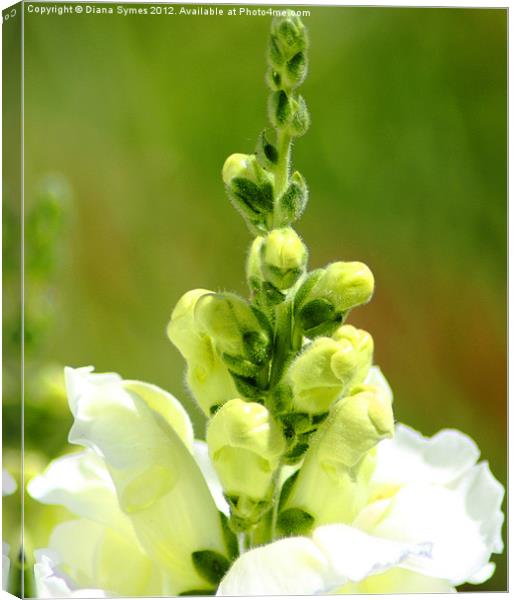 Snap Dragons almost open Canvas Print by Diana Symes