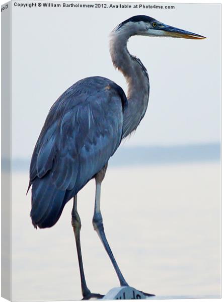 Blue Heron Canvas Print by Beach Bum Pics