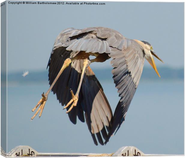 Heron Takes Flight Canvas Print by Beach Bum Pics
