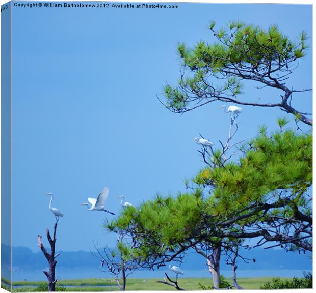 Flock of Great Egrets Canvas Print by Beach Bum Pics