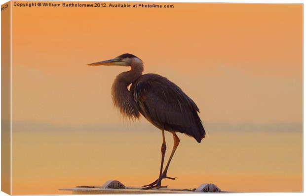 Resting Heron Canvas Print by Beach Bum Pics