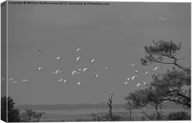 White Flock Canvas Print by Beach Bum Pics