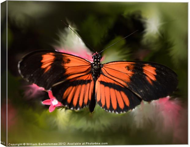 Black and Orange Butterfly Canvas Print by Beach Bum Pics