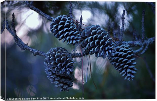 Pine Cones Canvas Print by Beach Bum Pics