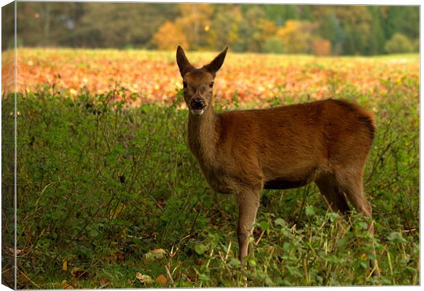 Red Deer Hind Canvas Print by Jed Pearson