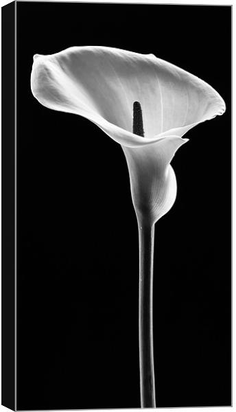 Arum Lily Canvas Print by Jed Pearson