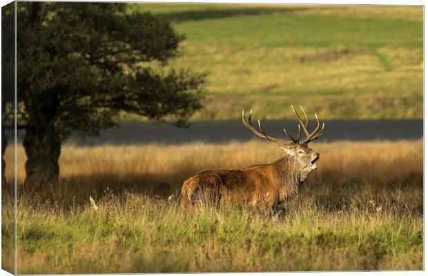Stag in the grass Canvas Print by Jed Pearson